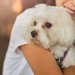 シーズーの涙やけ対策！茶色く変色しやすい犬種のためにできる改善策