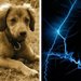 犬の無駄吠え防止首輪の危険性や犬への影響について