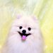 ポメラニアンの値段の相場は？子犬や毛色による違いも