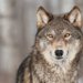 犬の祖先はオオカミ！進化のルーツや歴史、現代の犬種との違いを解説
