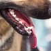 犬の歯周病について　原因や予防法、対処法から治療法まで