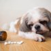 犬にビオフェルミンを与えても大丈夫？効果や与え方、下痢への影響を徹底解説