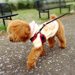 高齢犬との暮らしで気を付けるべき4つのこと。シニア犬に快適な暮らしを