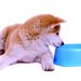 秋田犬の平均体重はどのくらい？年齢による体重管理方法や病気について