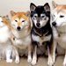 猫が『3匹の犬に育てられた』結果→順番に『おて』をさせてみると…影響を受け過ぎている『まさかの光景』が259万再生「犬かとｗ」「可愛い」