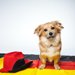 おしゃれな犬の名前！外国語の人気ランキングや、オス・メス別の名前を紹介