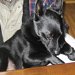 犬の外飼い派の方にも読んで欲しい「わんちゃんを飼うなら室内で」
