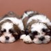 犬の治療費が高額化！飼い主が事前にできることは？