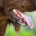 犬が吐く原因は？危険な症状や病気、対処法を解説