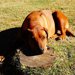 犬に落ち着きがない…そんな時に考えられる様々な理由