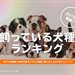 飼っている犬種ランキング発表！【飼い主1,000名アンケート】