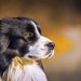 犬種のルーツがわかる、犬の遺伝子の新しい系統図が発表された！