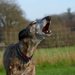 犬の鳴き声がうるさい時の苦情はどこに出せば良い？対策方法についても