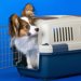 パピヨンはしつけ辛い犬種？無駄吠えやトイレ、甘噛みなど