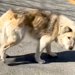 泥水をすすり、ガリガリに痩せた野犬→保護後も常に下を向いていて…もはや別犬のような『4ヶ月後の光景』が191万再生「泣ける」「幸せに」