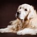 高齢者が大型犬を飼う前に考えてほしいこと【石を食べるラブラドールの事例】