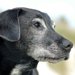 犬の17歳は長生き？年齢の数え方や長寿の秘訣など