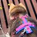 犬の散歩中、『助けて』と言っているような小さな鳴き声が聞こえて…水路の中で見つけた『正体』と結末が36万再生「見守ってる」「素晴らしい」