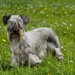 【獣医師監修】チェスキー・テリアってどんな犬種？特徴と性格や飼い方・価格相場まで解説