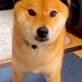 試しに『犬の帽子』を買ってみた結果→被せてみると、サイズを間違えていて…思っていたのと違う光景が13万再生「絶妙な小ささｗｗ」「笑った」