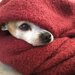 犬の寒さ対策！過ごし方のコツと暖房グッズの注意点