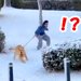 雪道を散歩中、大型犬に引っ張られ…まさか過ぎる『ハプニング』が149万再生「悪いけど笑ったｗ」「リード離さないの偉い」爆笑と称賛の声