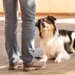 犬の伏せの教え方！教えるメリットやしつけの手順もご紹介