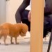 洗濯機が故障したので新調→搬入作業をするお兄さんに、犬が…仕事にならない『やり取り』に反響「狙ってて草」「すごい欲しそうｗ」「社交的」