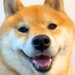 ニコニコの犬に『明日、病院』と伝えた結果→笑顔が消えて…わかりやす過ぎる『表情』が69万再生「ゲッソリしてて草」「中に人が入ってるｗ」