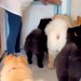 大型犬カフェで働くワンコたち→退場時、なぜか1匹だけ…とんでもなく愛おしい光景が208万再生「可愛いすぎて泣けた」「なんて平和な世界」