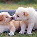  犬が顔をなめる本当の理由とは？愛情表現だけじゃない？！
