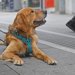 犬のダブルリードはどんな散歩グッズ？メリットや正しい使い方、使用時の注意点まで解説