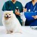 【最新研究で判明】犬の「皮膚感染症治療薬」副作用リスクを437頭で比較。研究結果から知っておくべき『抗生物質・選択のポイント』を獣医が解説