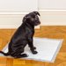 犬のトイレはみ出し防止はDIYで解決！対策や注意点も紹介