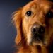 犬に嫌われたときに飼い主が取るべき５つの行動