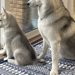 出かける父を『ピシッ』とお見送りするハスキー犬2匹→母の場合は…あからさまな『対応の差』が12万表示「ハッキリしすぎてて草」「笑ったｗ」
