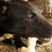 犬は骨を食べてもいいのか？その見解と正しい与え方