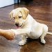 犬のおしっこ漏れから床を守ってくれる優れもの「床を汚さないシート」