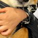 ドッグランでたくさん走った犬→疲れて眠ってしまい…子供のような『大満足の寝顔』が尊すぎると20万いいね「いい夢見てそう」「本当に幸せだ」