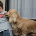犬が唸る本当の理由とそのケース