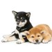 柴犬の年齢は人間に換算すると？何歳で落ち着く？【早見表】