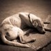 犬の保険は入るべき？入っててよかったケース