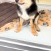 元気がない『1万円の犬』を発見→家族としてお家に連れて帰った結果、先住犬と…予想とは違った光景に反響「泣いちゃった」「仲良くなれそう」