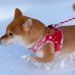 大好きな雪でたくさん遊んだ犬→家に帰ると暖房で…まるで人間のような『可愛すぎる行動』が5万再生「べスポジ探してるｗ」「幸せそう」と絶賛