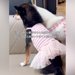 5000円の可愛い服が似合わない犬→ふと『お米の袋』を着せてみた結果…『まさかの光景』が147万再生「最高ｗ」「しっくりきてて草」と爆笑