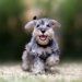 シュナマル（ミニチュアシュナウザー×マルチーズ）ってどんなミックス犬？特徴や性格から飼い方・価格相場まで解説