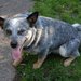 犬の息が荒い原因とは？症状から考えられる病気