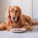 成犬に子犬用のドッグフードを与えちゃダメ？
