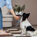 パピヨンのしつけ方！子犬の社会化からトイレや噛み癖・吠え癖の対処法まで徹底解説