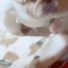犬を『1日だけ実家に預けた』結果→『寂しがっているかな』とお迎えに行くと…辛辣すぎる展開に1万いいね「ある意味才能」「誰やねん顔で草」